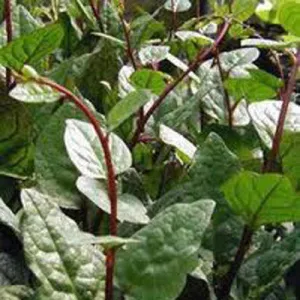 Malabar Climbing Spinach